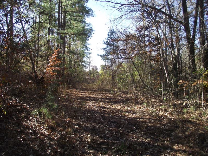 Large Acreage TN Land Tract : Bethel Springs : McNairy County : Tennessee