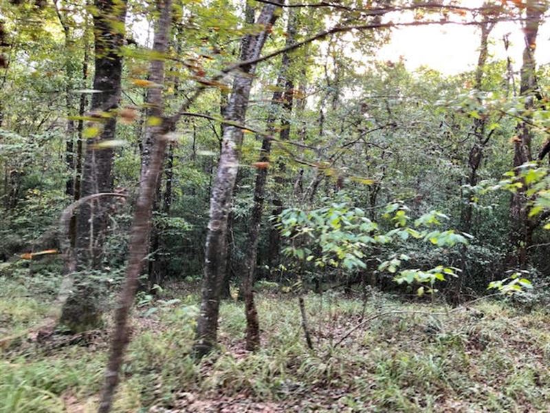 Beautiful Land with Timber & Creek : Woodville : Wilkinson County : Mississippi