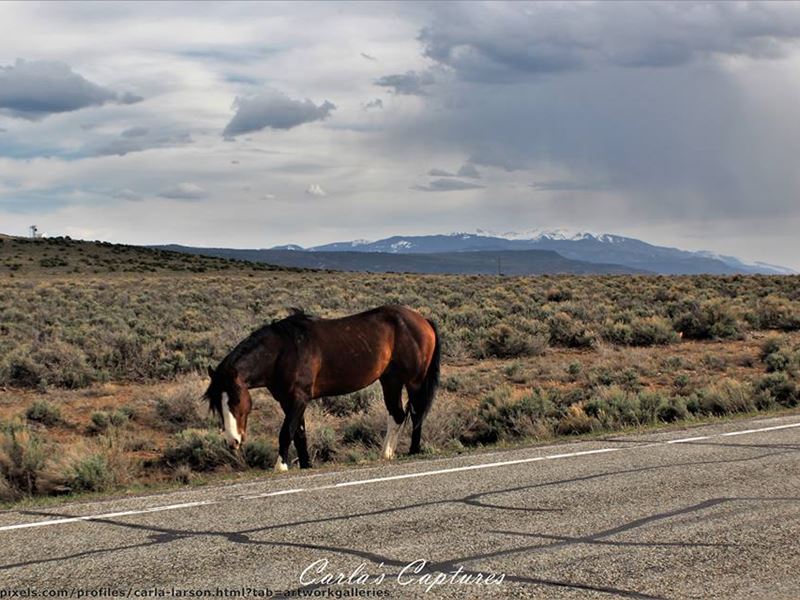 Live Where The Deer And The Antelop : San Luis : Costilla County : Colorado