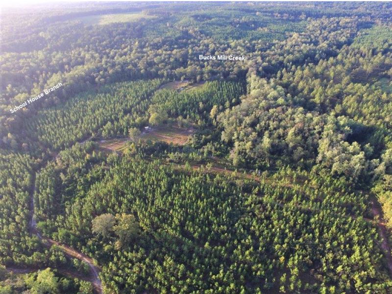 Hunting, Hardwoods, Longleaf Pine : Elba : Coffee County : Alabama