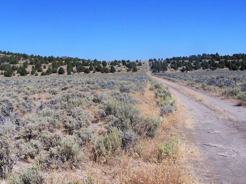 Fantastic Parcel At $299 / Month : Termo : Lassen County : California
