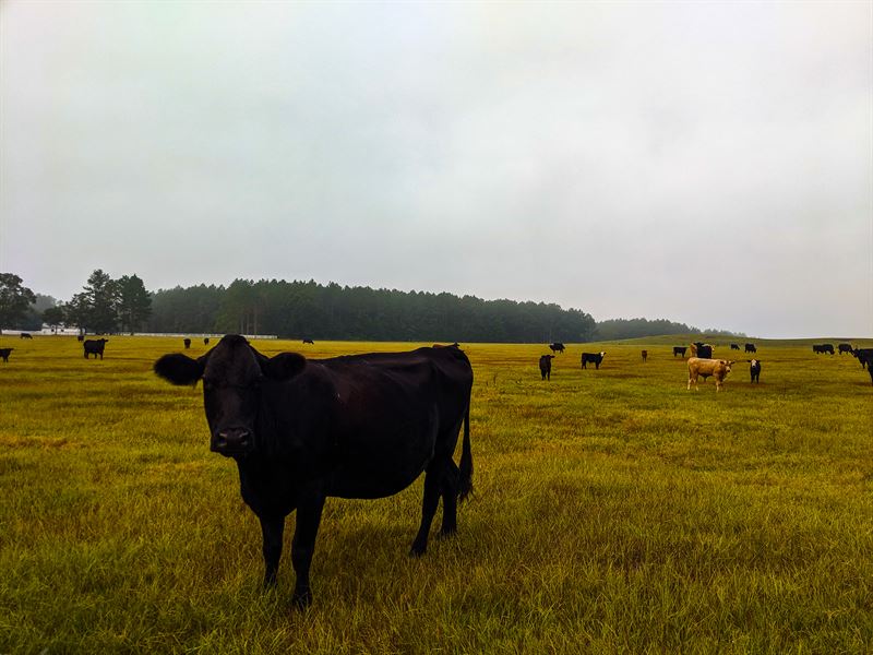 Beautiful Farm Near Valdosta Ga : Quitman : Brooks County : Georgia