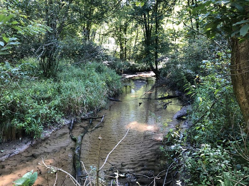 Creek, Woods & Hunting : Fennville : Allegan County : Michigan