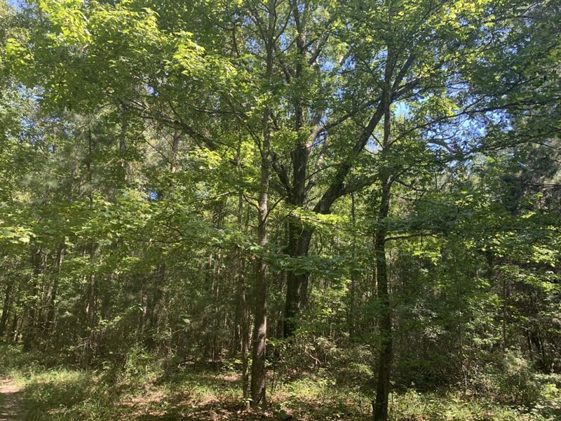 Hunting Tract : Emelle : Sumter County : Alabama