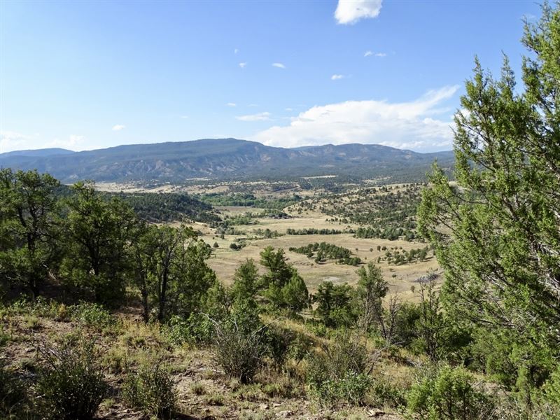 Carracas Canyon Trophy Mule Deer : Navajo Dam : Rio Arriba County : New Mexico