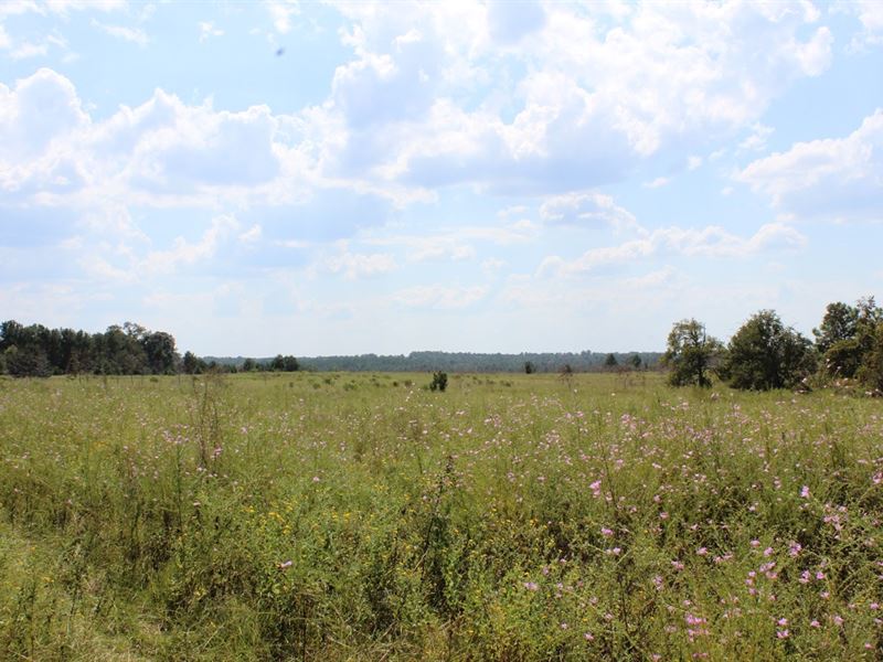old-cattle-farm-in-middle-ga-land-for-sale-in-butler-taylor-county