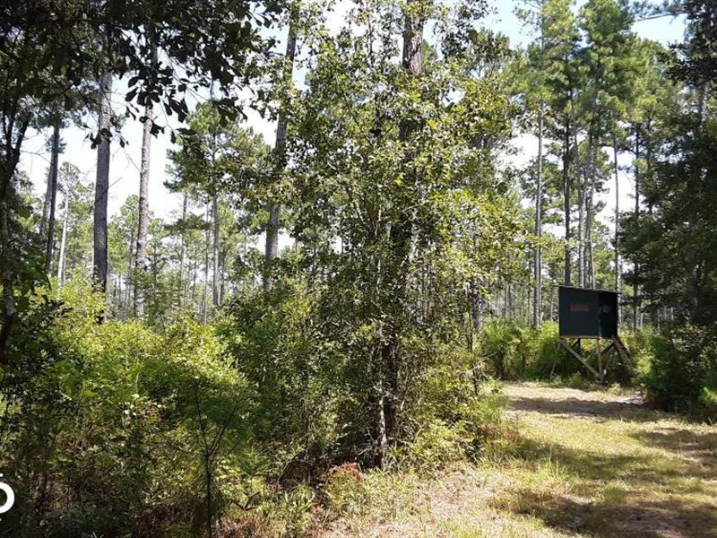 Madison County Hunting and Timber : Madison : Madison County : Florida
