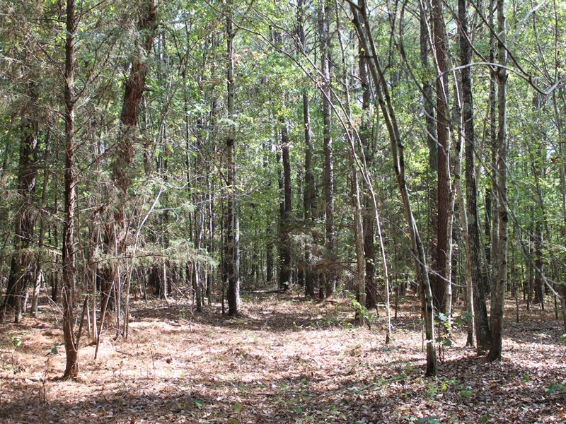 Land McNairy County Tn, 11 Acres : Adamsville : McNairy County : Tennessee