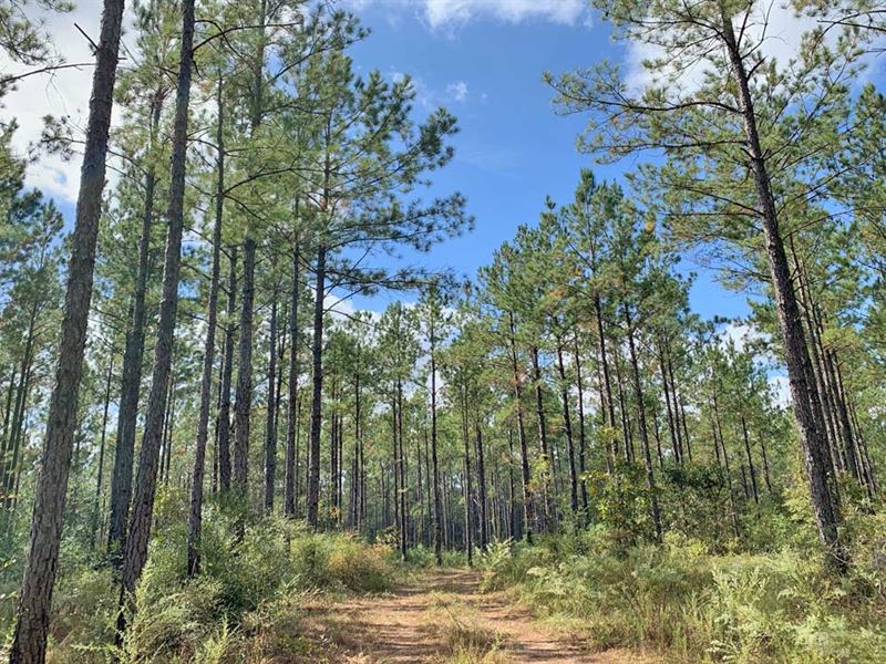Foster Road Tract : Wagarville : Washington County : Alabama