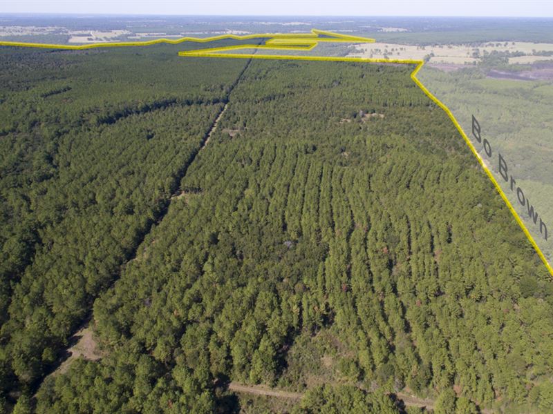 183 Acres Bo Brown Rd Tract 1 : Trinity : Houston County : Texas