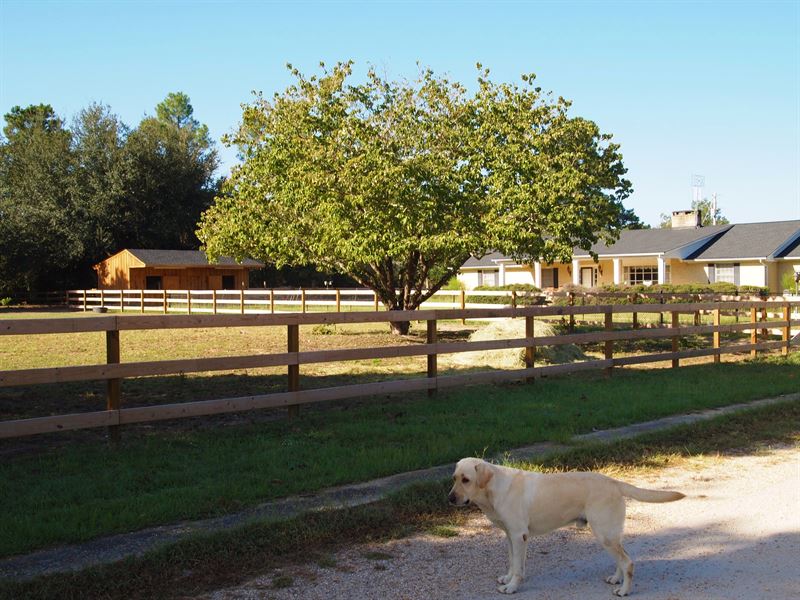 Beautiful 2 Home Cattle/Horse Farm : Williston : Barnwell County : South Carolina