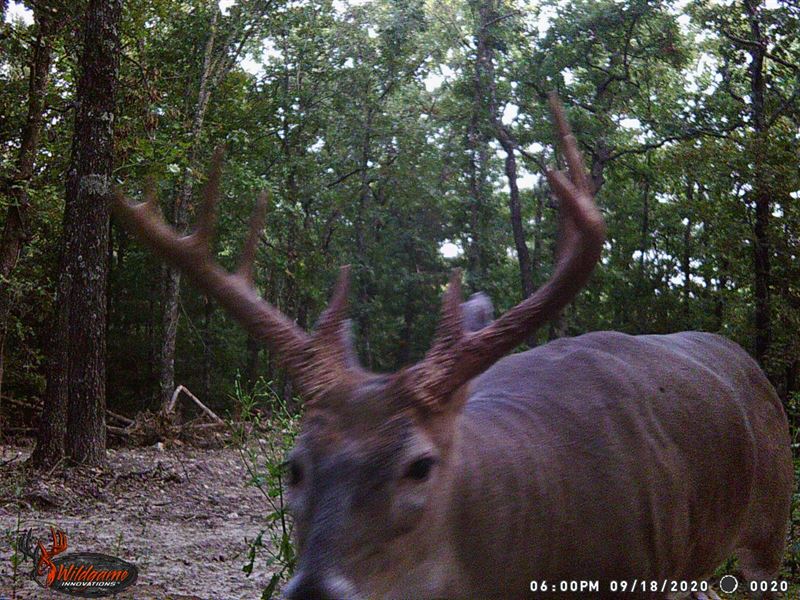 Hunting Land Missouri, 80 Acres : Stover : Morgan County : Missouri