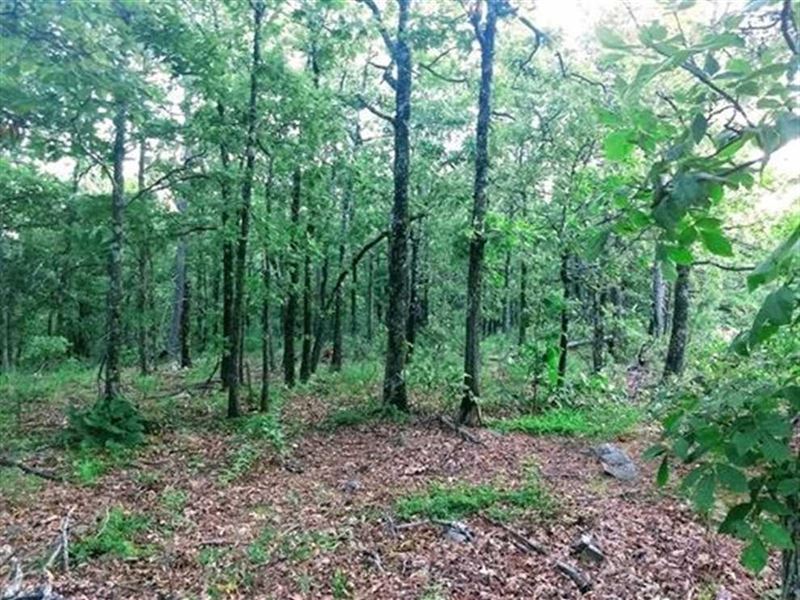Secluded Wooded Hunter's Getaway : Clayton : Pushmataha County : Oklahoma