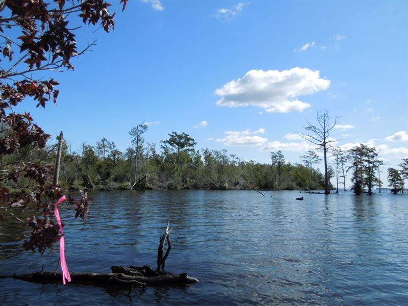 Riverfront Wildlife Refuge Tract : Elizabeth City : Camden County : North Carolina
