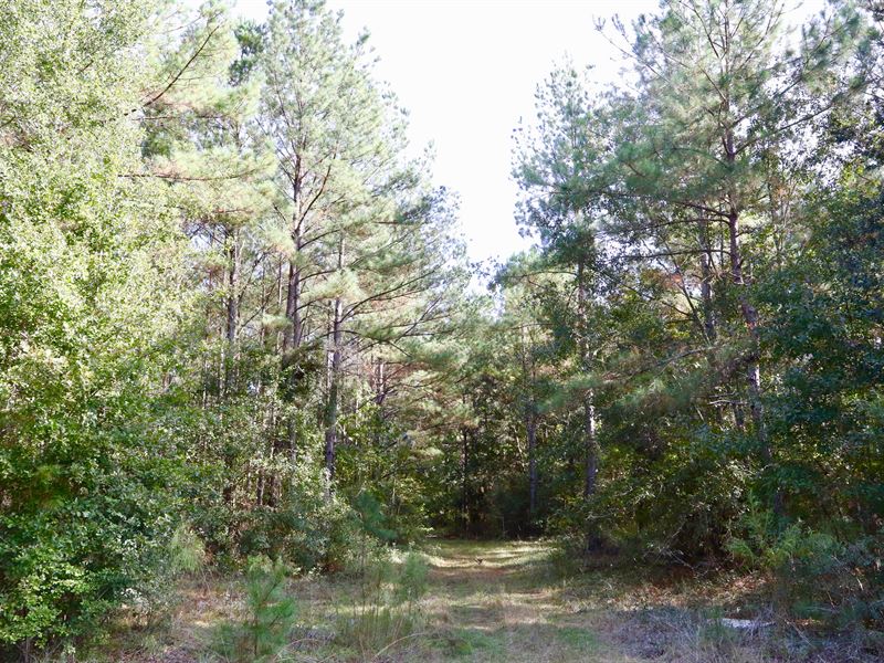 Pine Timber & Hardwoods, Bp : Cairo : Grady County : Georgia