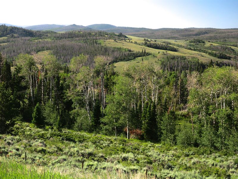 Sierra Madre Mountain Property : Encampment : Carbon County : Wyoming