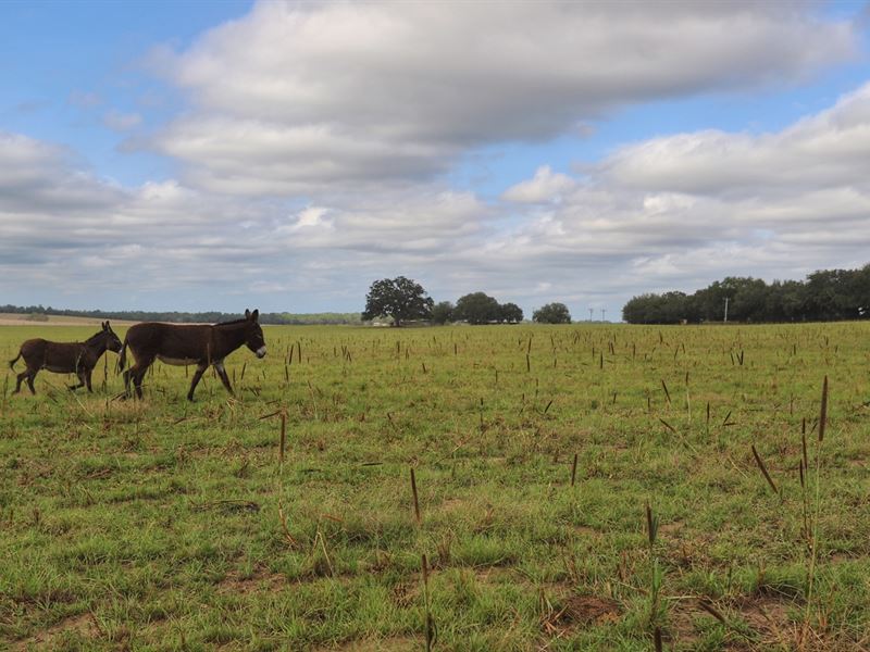 Horse/Cattle Farm Located 15 Miles : Dunnellon : Marion County : Florida