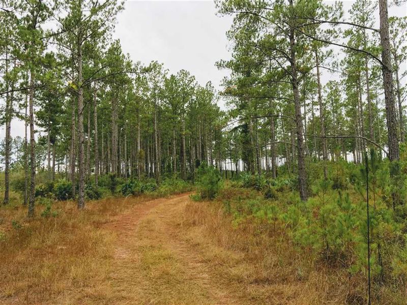 9.85 Acres Land For Sale Camden CO Land for Sale in White Oak, Camden