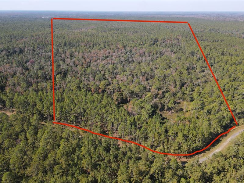 Lot 117 Aucilla Plantation : Greenville : Madison County : Florida