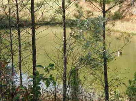 Ac166- Secluded and Private Land : Wedowee : Randolph County : Alabama