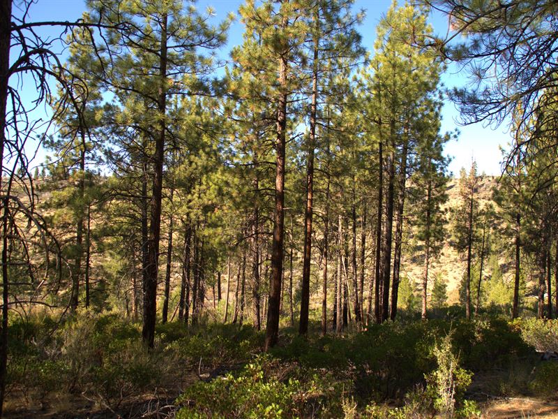 Private Wooded Lot, $185/Month : Chiloquin : Klamath County : Oregon