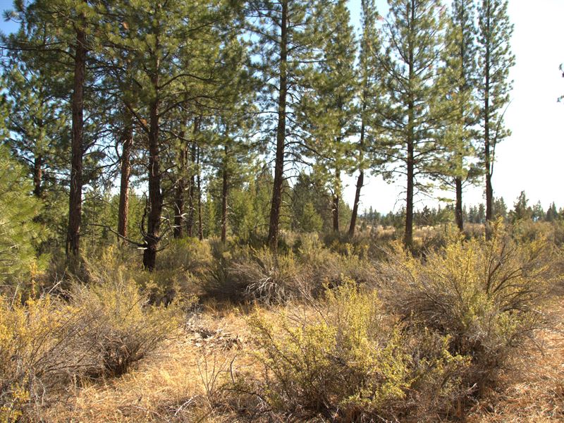 Wooded Corner Lot, $180/Month : Chiloquin : Klamath County : Oregon