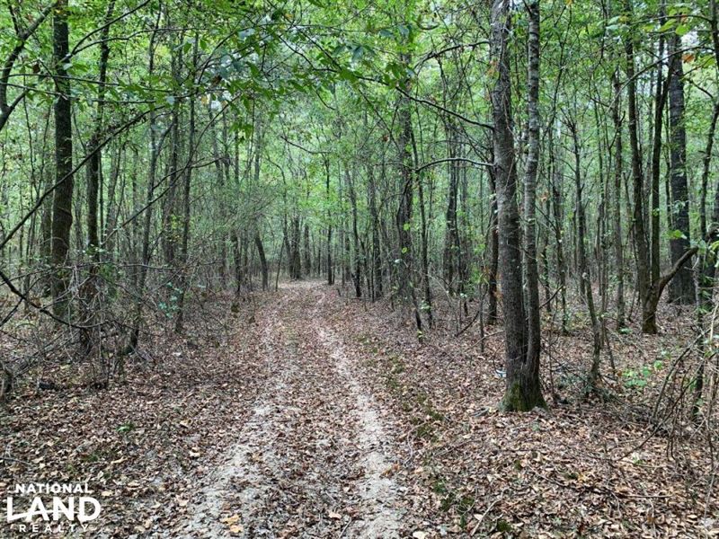Hunting and Recreational Timberland : Macon : Noxubee County : Mississippi