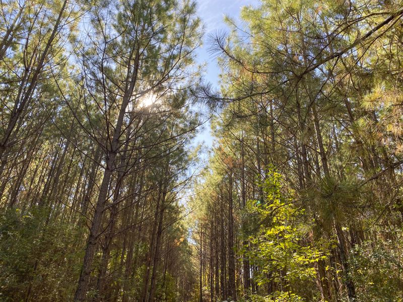340 Acres CR 1150 Z, Hopson : Woodville : Tyler County : Texas