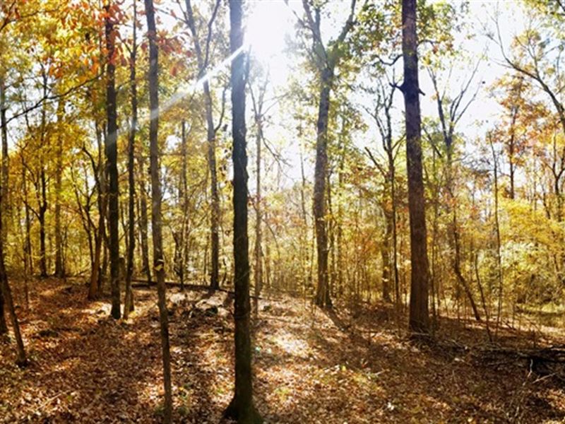 Bartrum Creek Tract : Elberton : Elbert County : Georgia