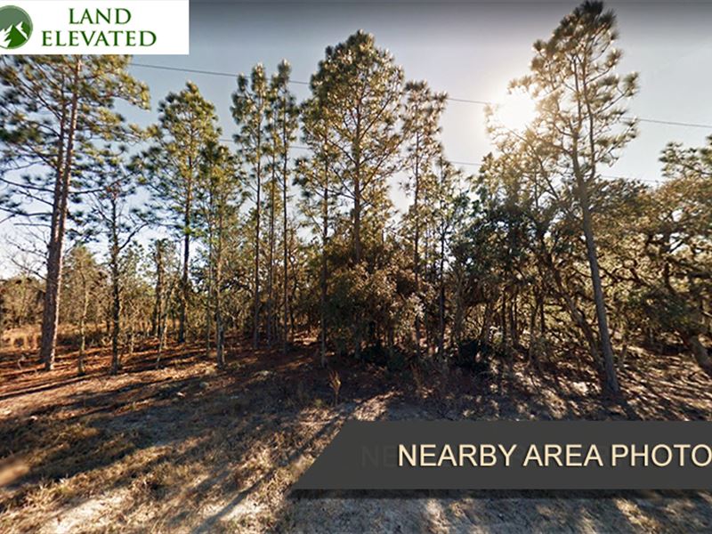 Forested Land in Williston, FL : Williston : Levy County : Florida