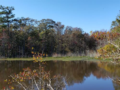 Prime Hunting & Timber Will Divide : Lumpkin : Stewart County : Georgia