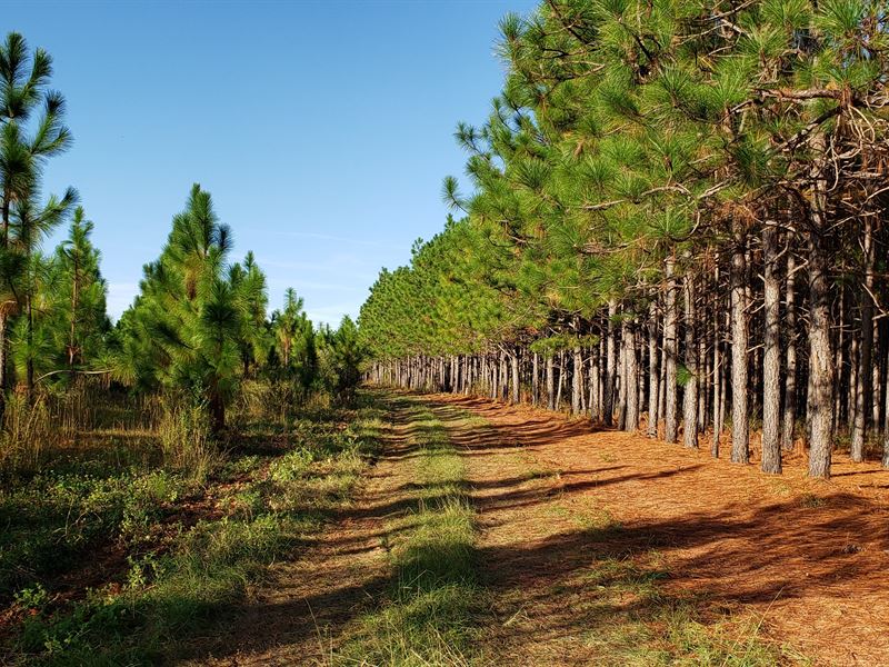 Prime Hunting & Timber Tract 1 of 3 : Lumpkin : Stewart County : Georgia