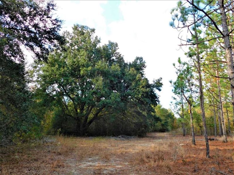 Great Hunting and Homesite on 54.1 : Manning : Clarendon County : South Carolina