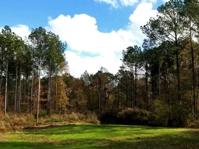 260.98 Acres with A Home in Wilkins : Woodville : Wilkinson County : Mississippi