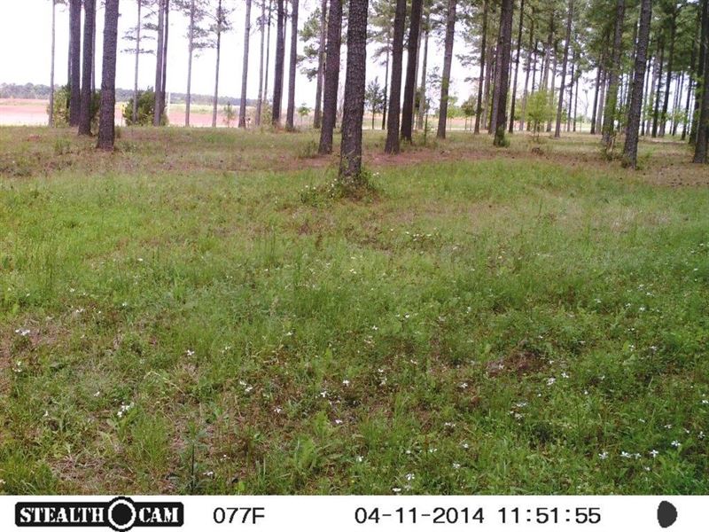 Land in Henry County Alabama : Shorterville : Henry County : Alabama