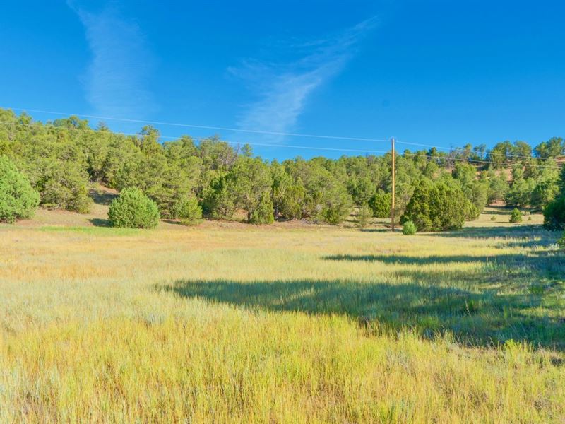 Wooded Lot Near Lake & State Park : Trinidad : Las Animas County : Colorado