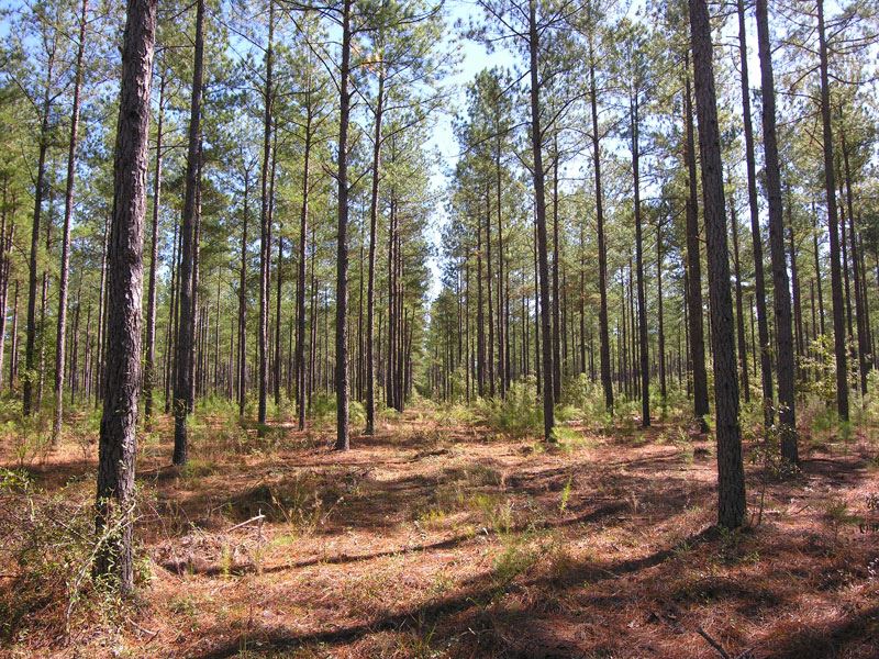 102.6 Acres Older Planted Pines : Waynesboro : Burke County : Georgia