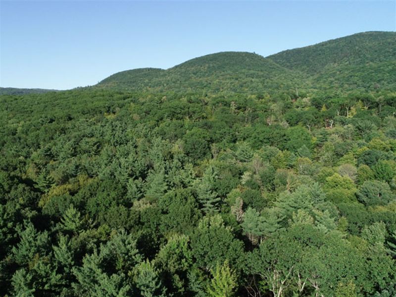 Middle Plains Forest : Middlebury : Addison County : Vermont