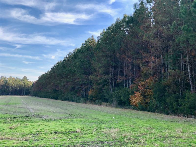 Hunting Tract In Hyde County NC Land For Sale In Scranton Hyde hunting-tract-in-hyde-county-nc-land-for-sale-in-scranton-hyde