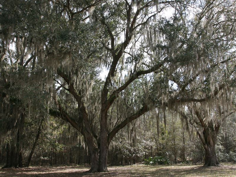 North Florida Farm Airstrip, Lake : Lake City : Columbia County : Florida