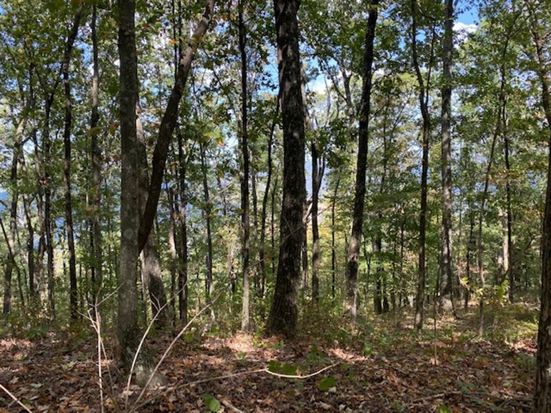 5.58+/- Acres Wooded Bluff Tract : South Pittsburg : Marion County : Tennessee