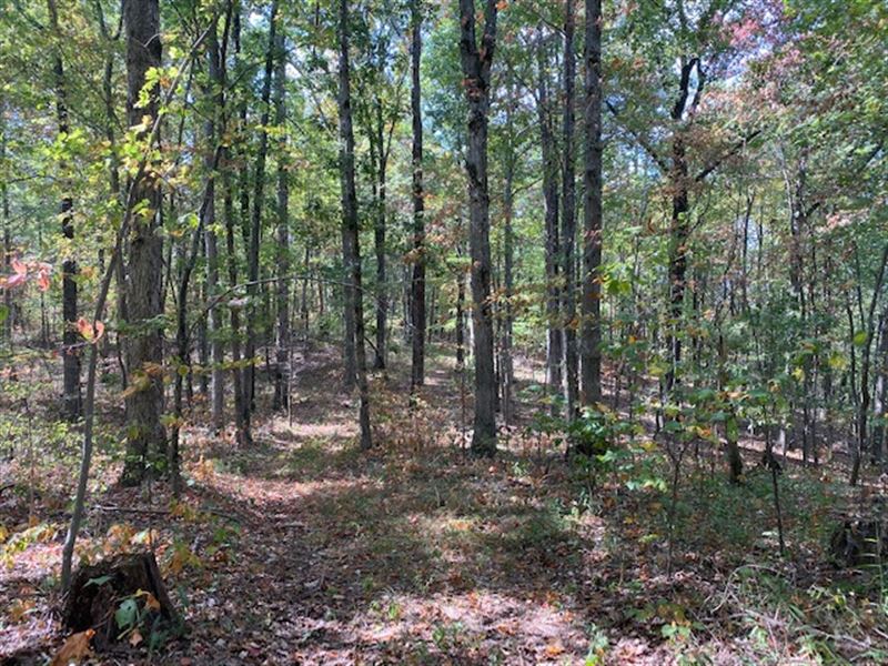 3.75+/- Acres Wooded Bluff Tract : South Pittsburg : Marion County : Tennessee