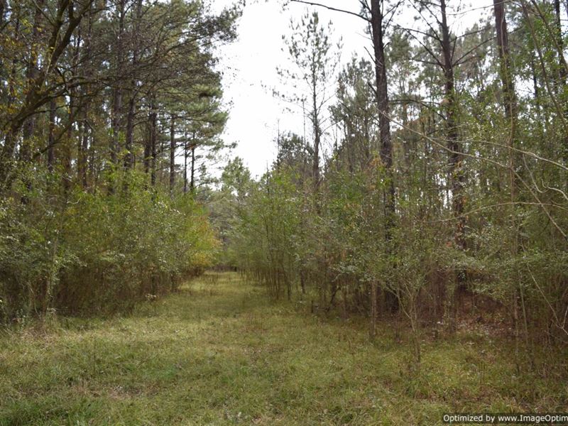 Remote Sanctuary, Hunters Dream : Forest : Scott County : Mississippi