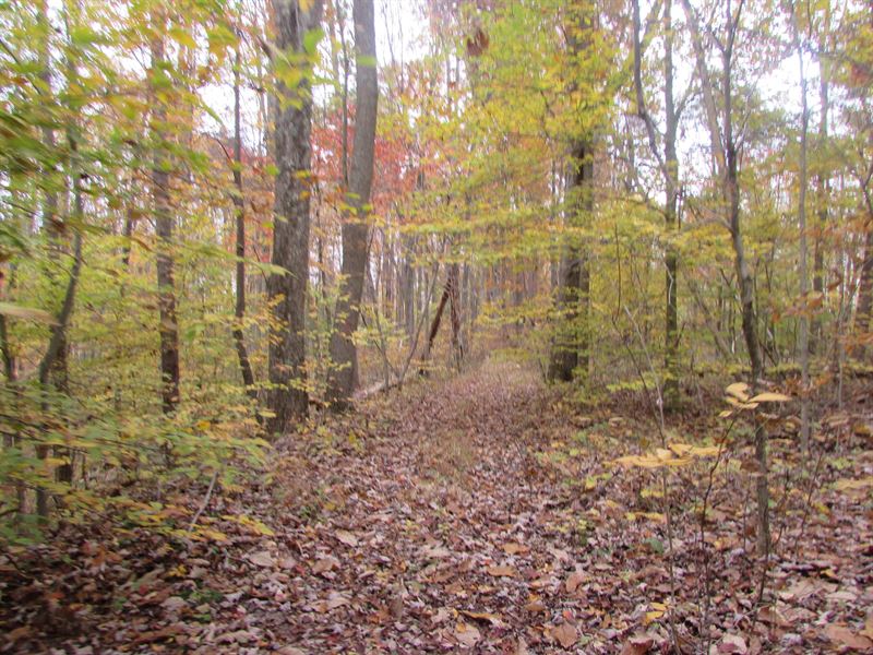 Wooded Land with Great Hunting : Pennsboro : Ritchie County : West Virginia