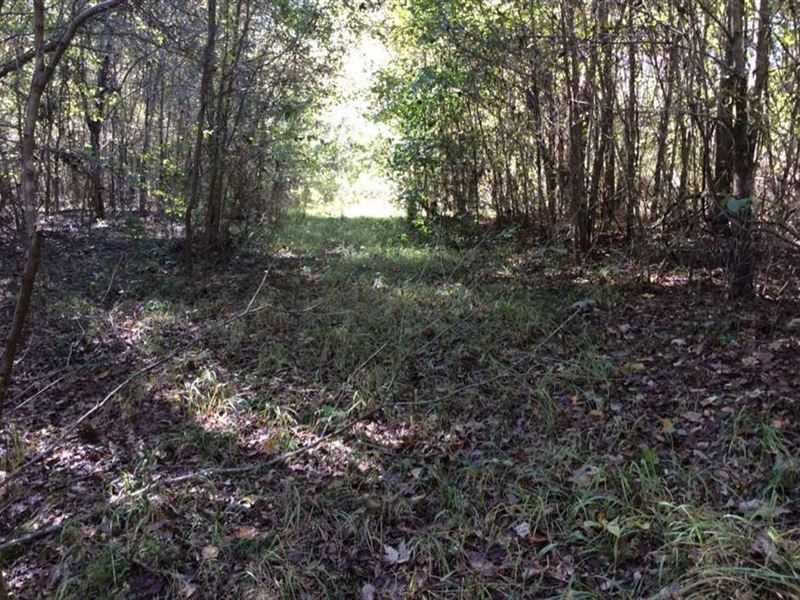 Chickasaw Creek Tract, Lasalle Pari : Olla : La Salle Parish : Louisiana