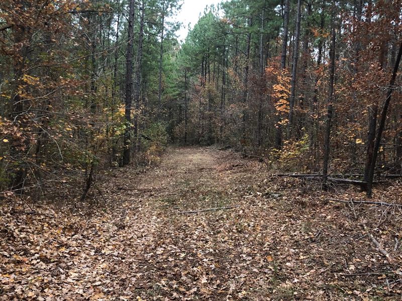 40+/- Acre Get Away : Lineville : Clay County : Alabama