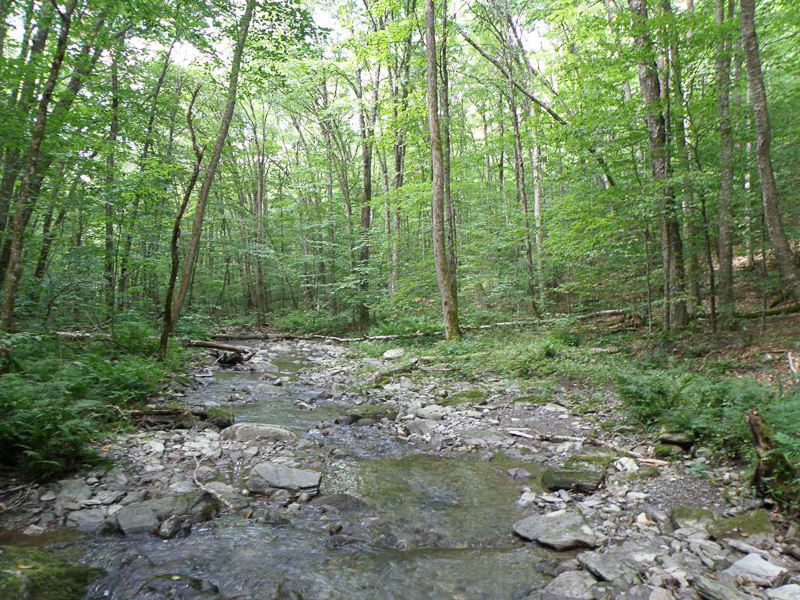 Terry Brook Forest : Sandgate : Bennington County : Vermont