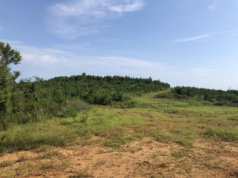 Turkey Foot Tract : Moundville : Hale County : Alabama