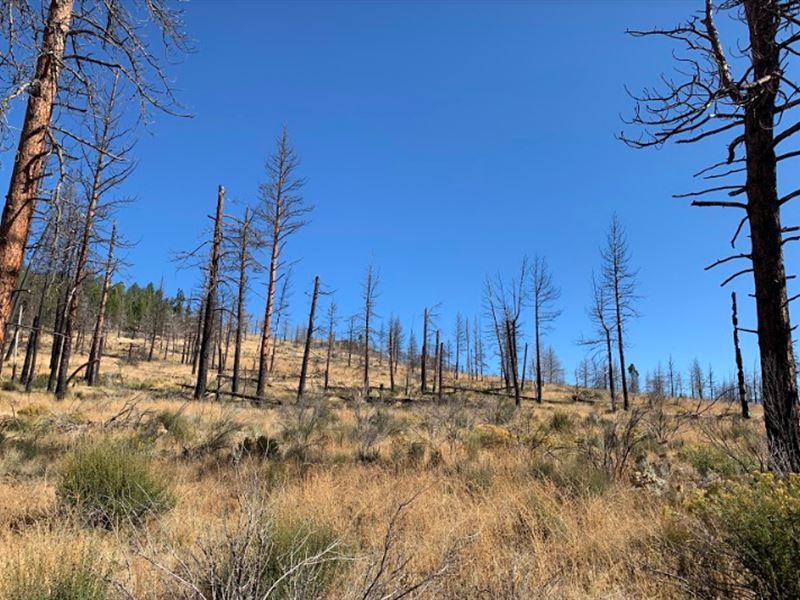 2.55 Ac Cabin in The Wood for You : Chiloquin : Klamath County : Oregon