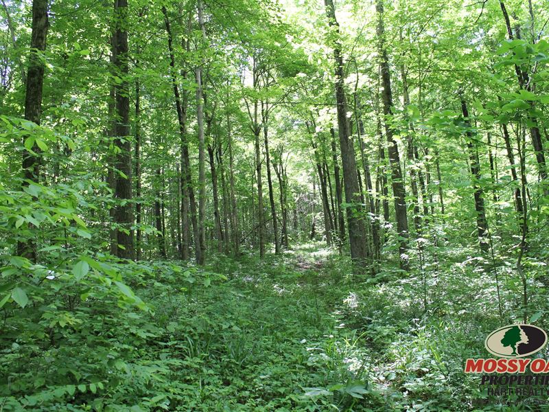 Hill of Eastern Kentucky 227 Acres : Vanceburg : Lewis County : Kentucky